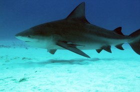 Bull Shark Diving in Fiji