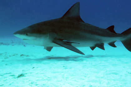 Bull Shark Diving in Fiji
