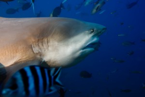 bull shark diving in fiji